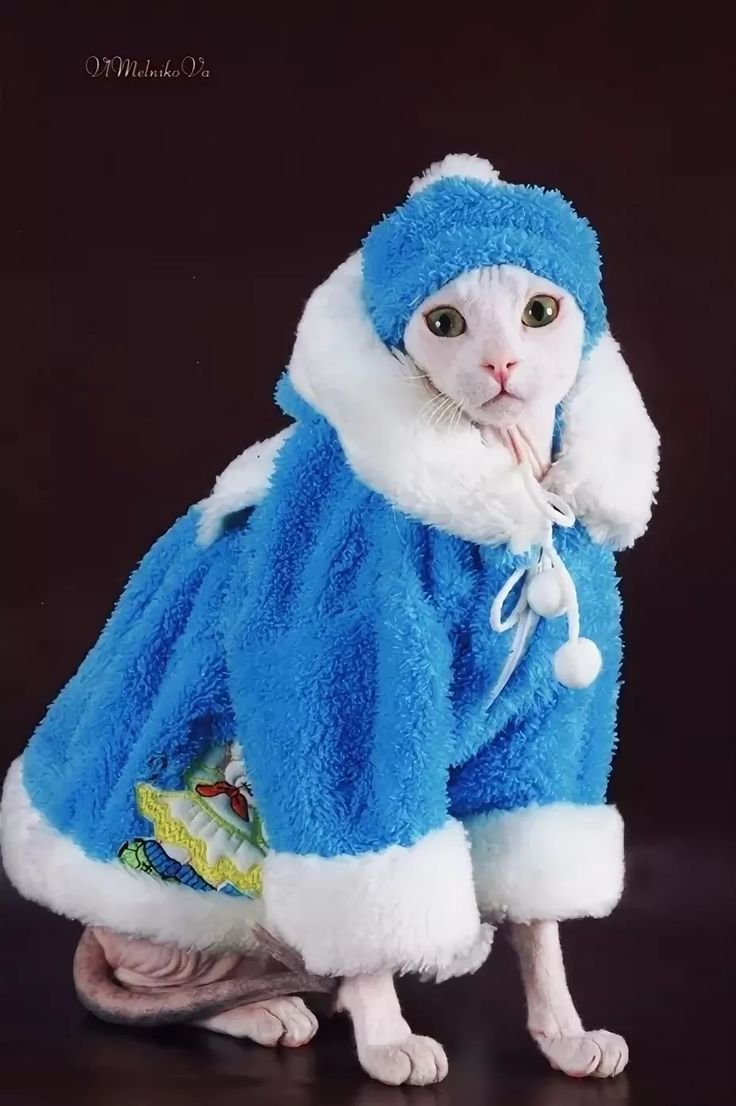 Кошачья Снегурочка