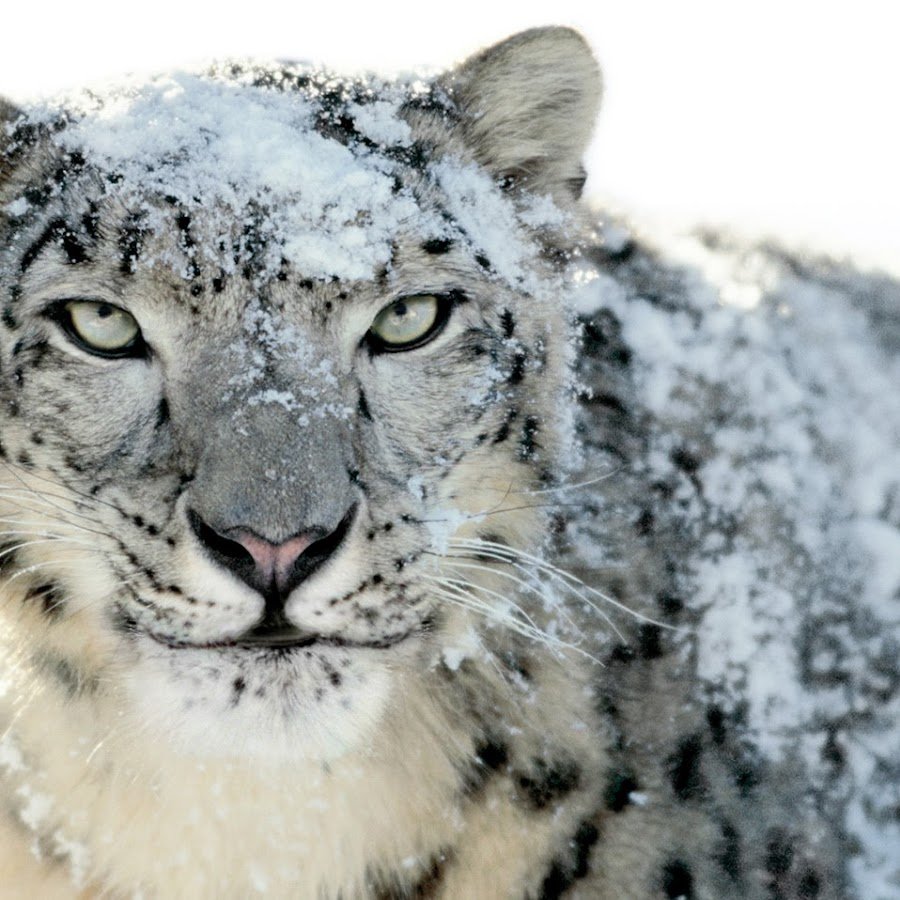 Mac os x Snow Leopard