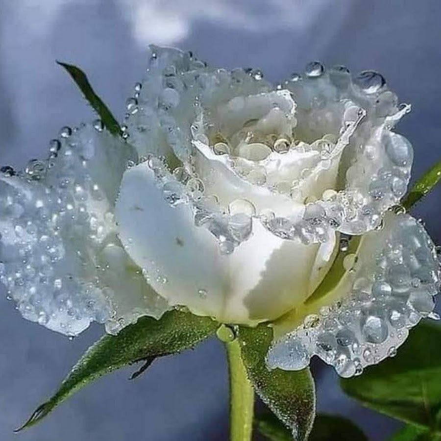 Добрый день с белыми розами