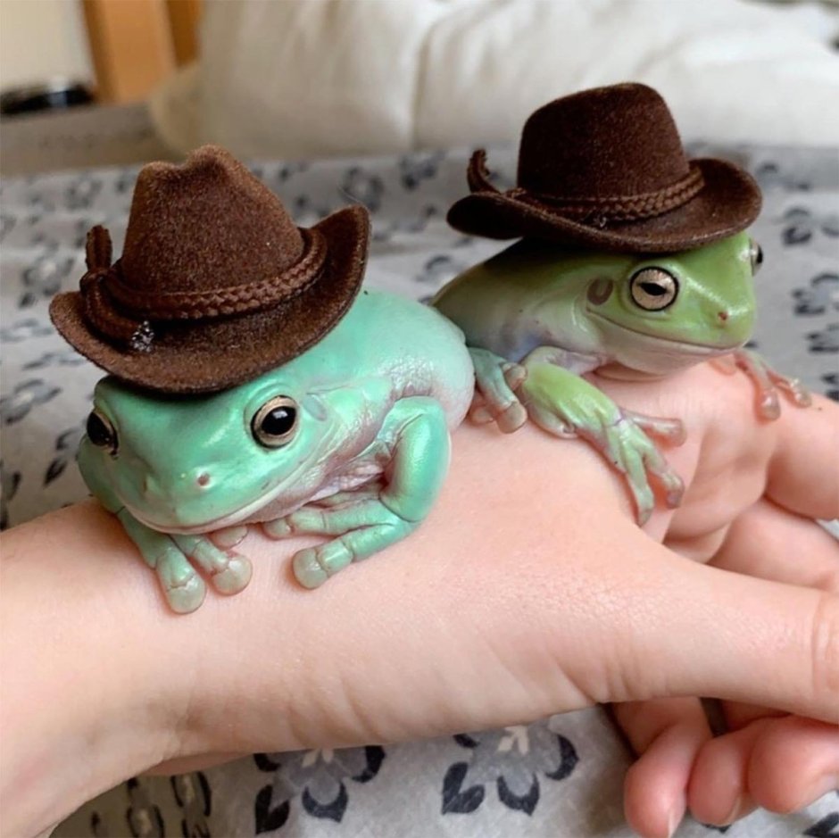 Лягушка в шляпе