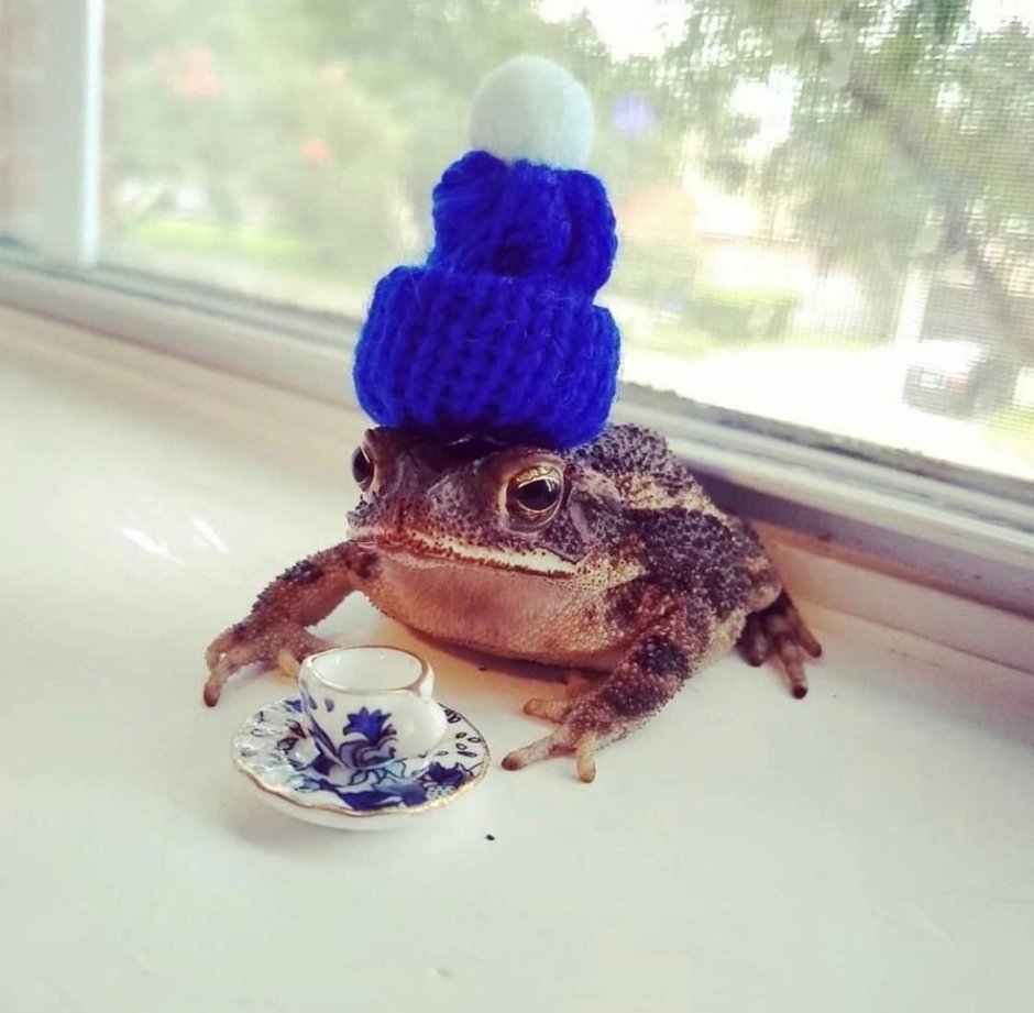 Мытье Жабы