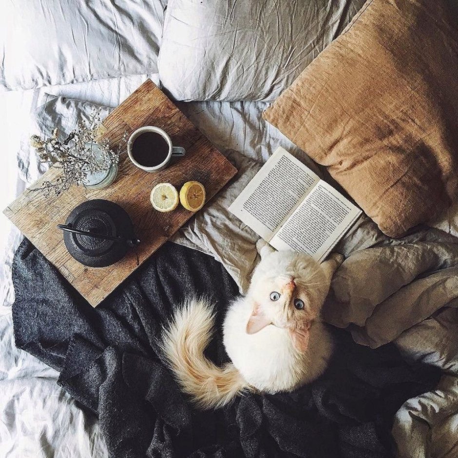 Атмосферные уютные котики