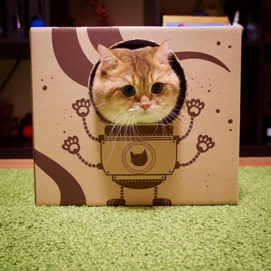 Котик в коробке