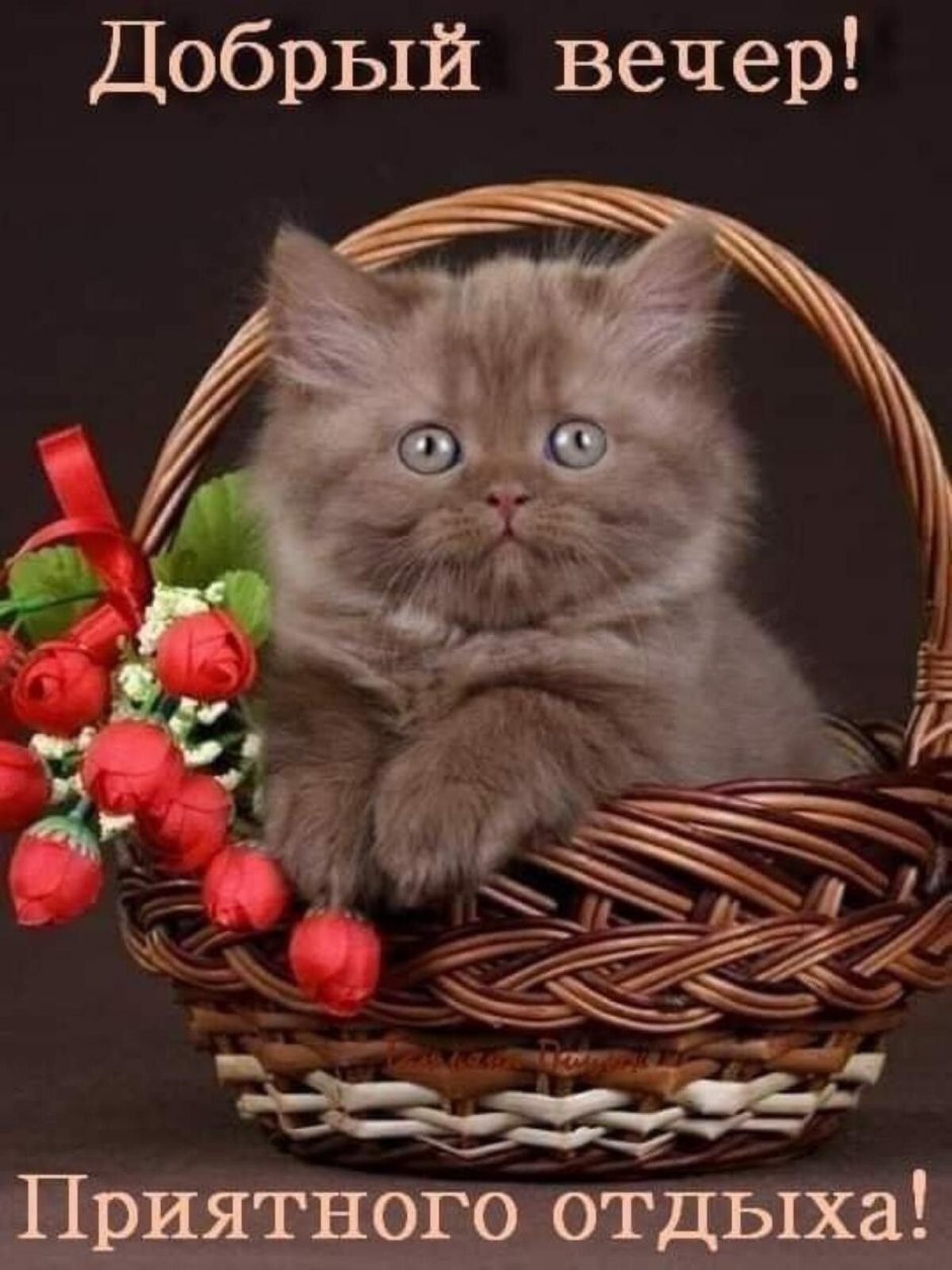 Happy Birthday Greetings with Cats