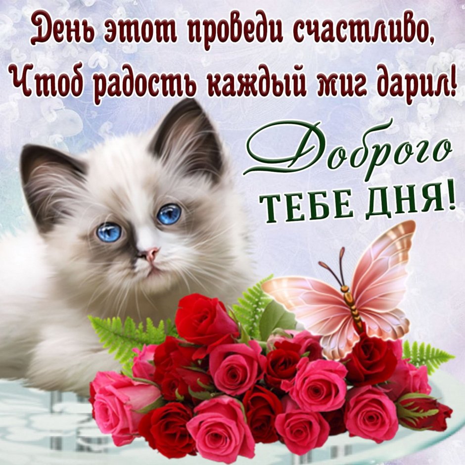 Открытки с пожеланием отличного дня с котиками