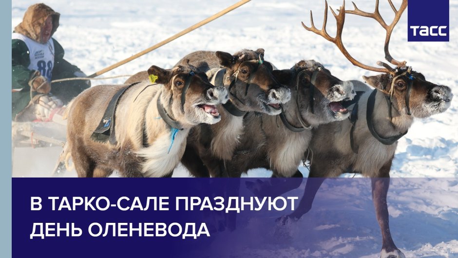 Оленеводы Тикси