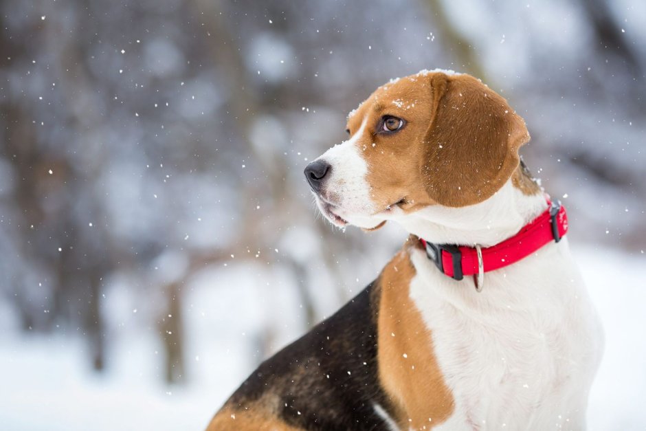 Портрет собаки зимой