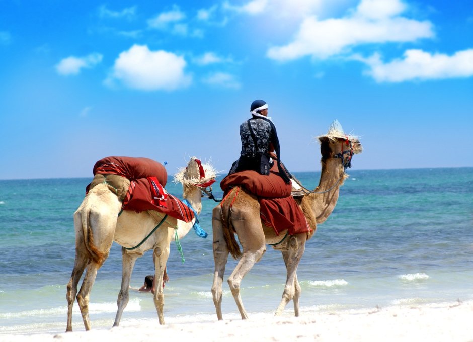 Тунис море верблюд