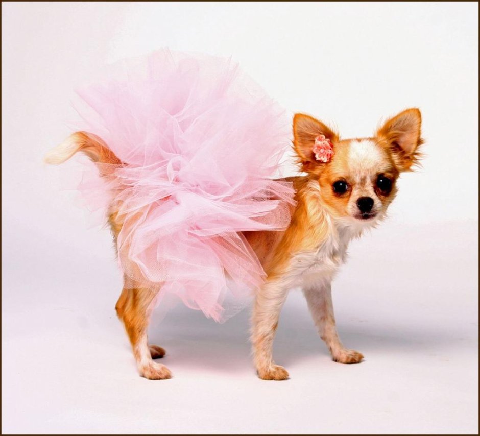 Собака в балетной пачке
