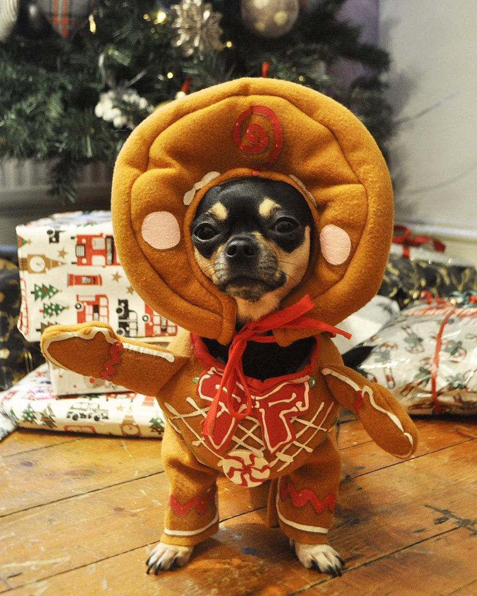 Новогодние костюмы для собак чихуахуа