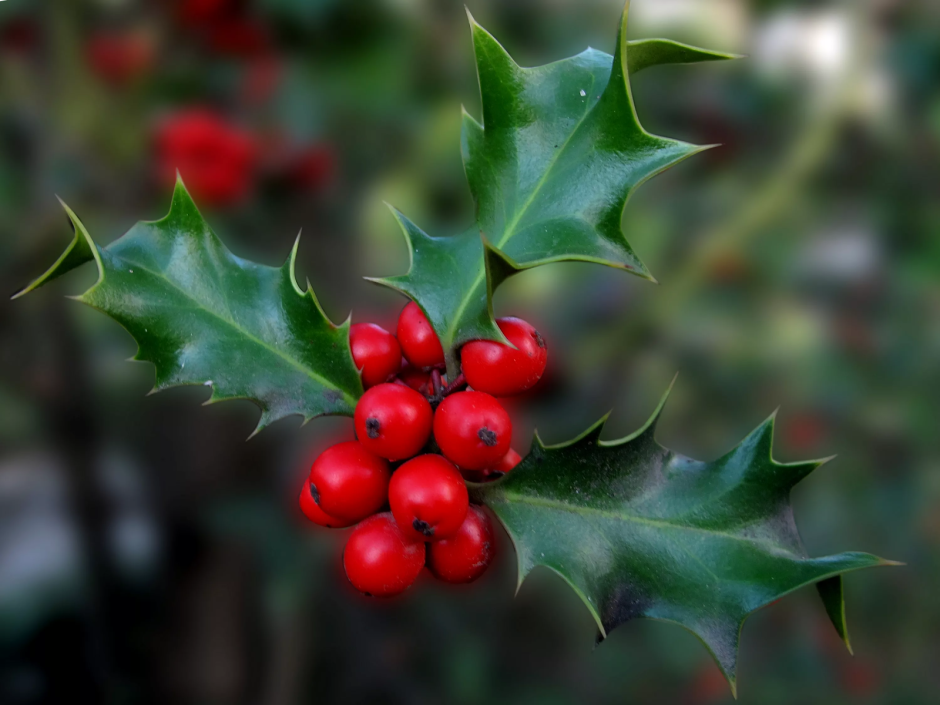 Падуб (остролист) – Holly