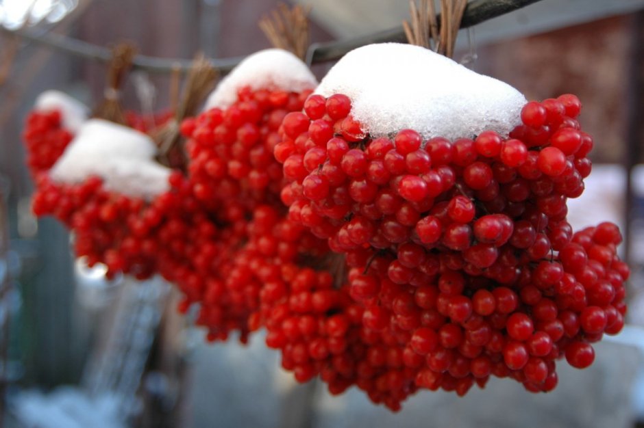 Зимние ягоды калины