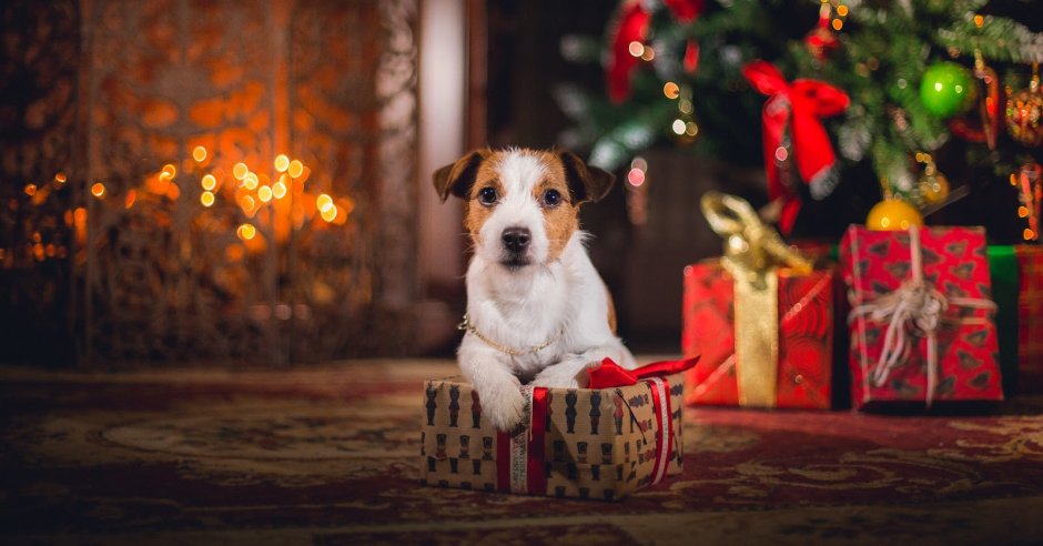 Dog Christmas Tree