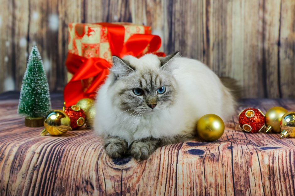 Невская маскарадная кошка, Новогодняя