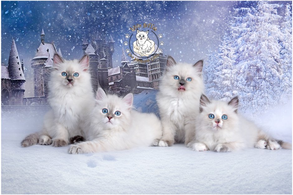 Маскарадные коты зимой HD