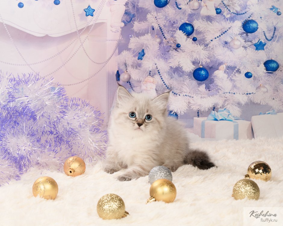 Невский маскарадный кот новый год