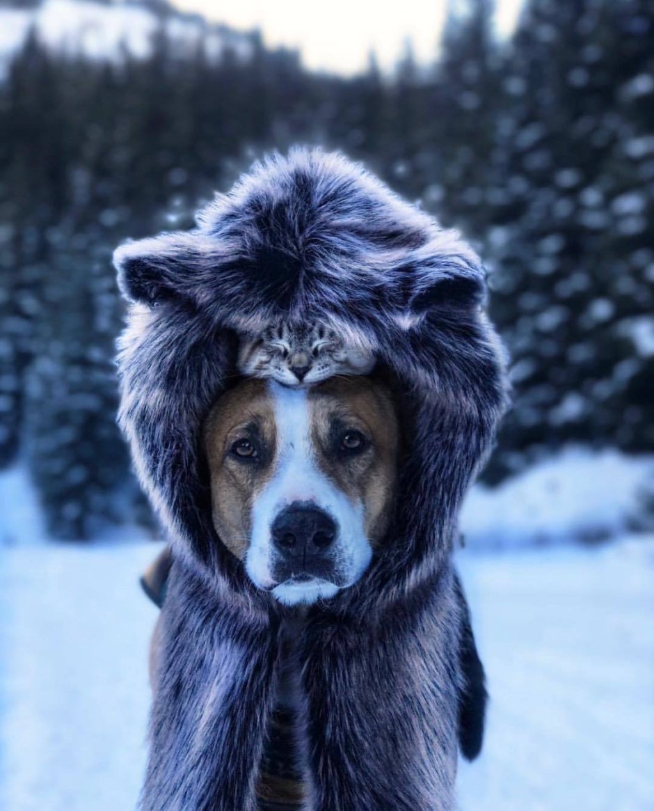Собака в зимней шапке