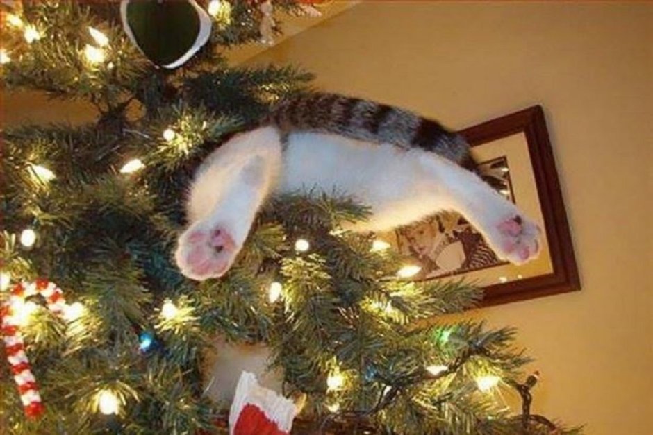Кот застрял в елке