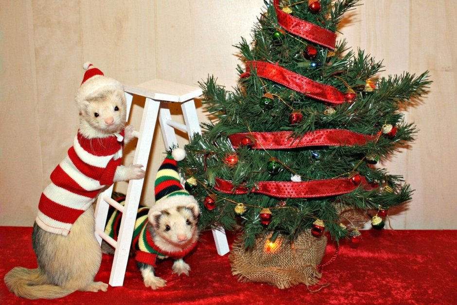 Christmas Tree for Guinea Pigs