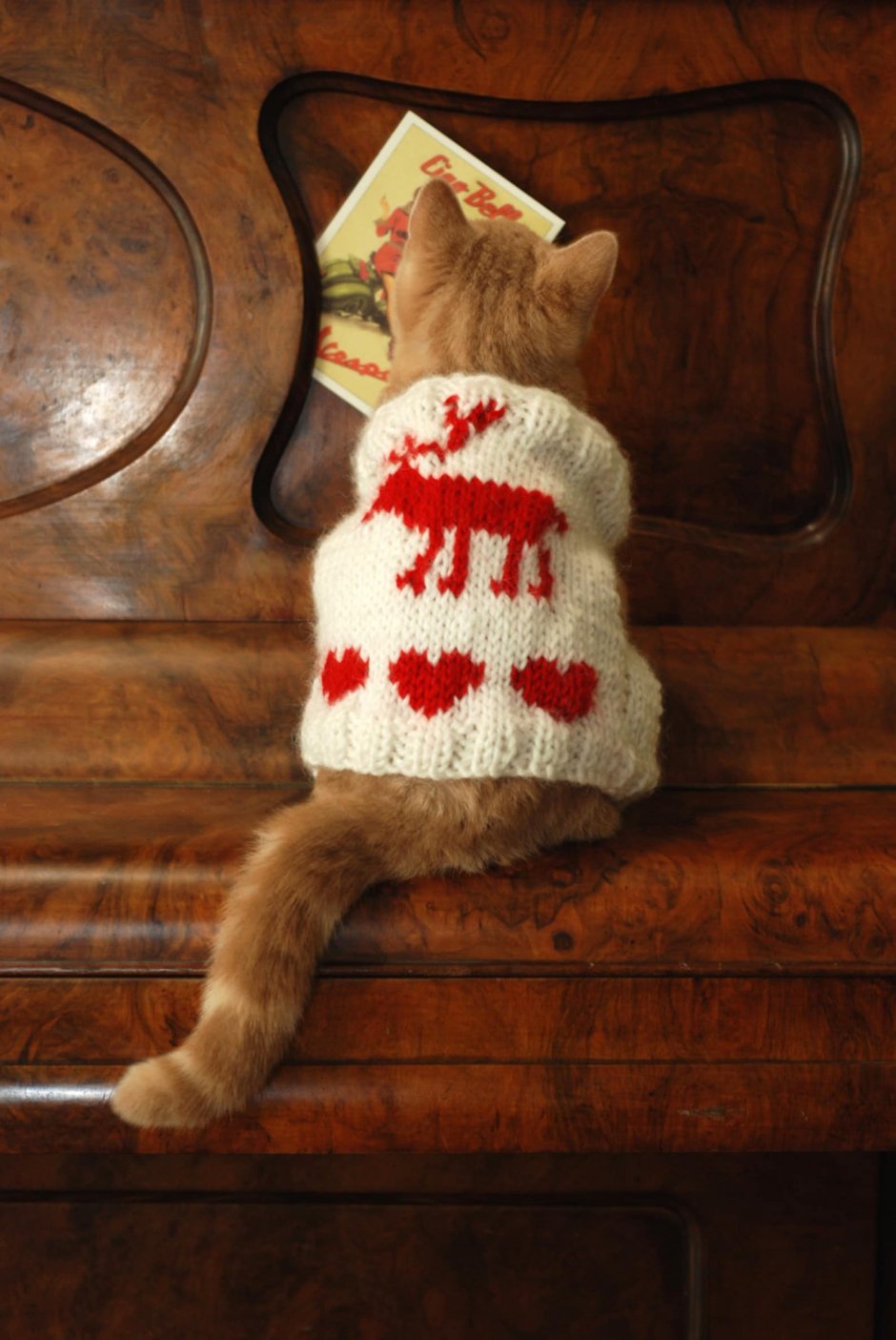 Новогодний свитер для кота
