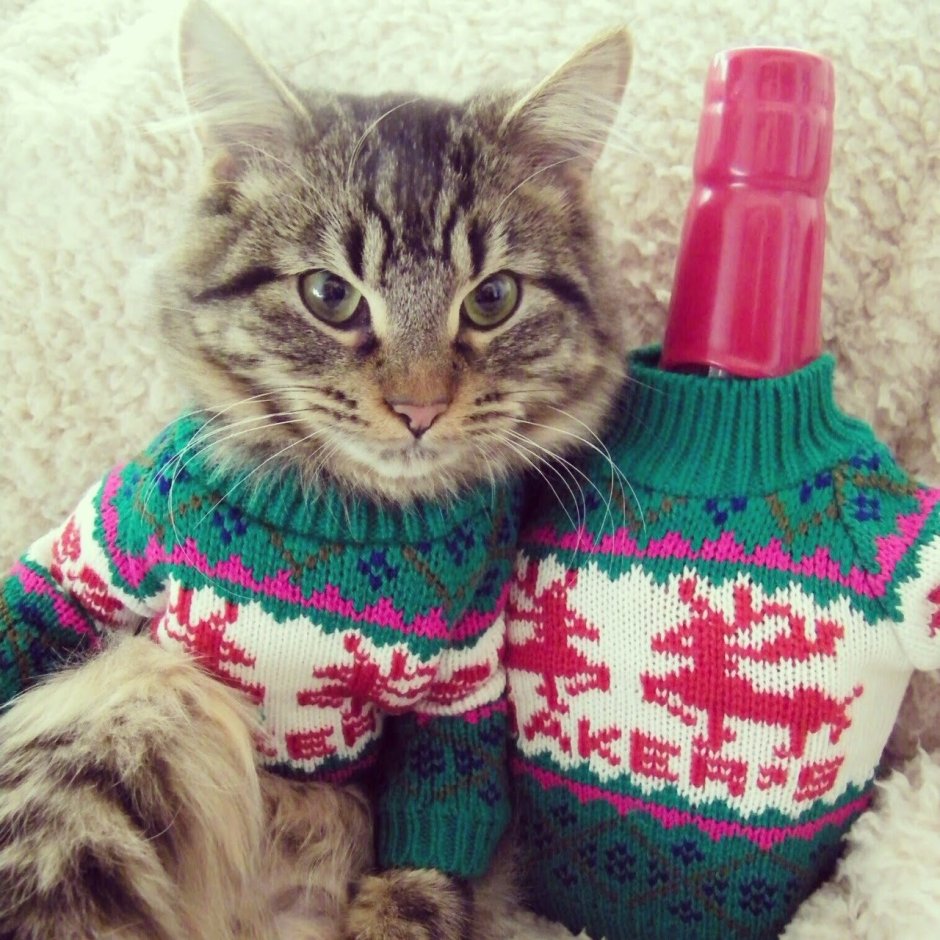 Котики в свитере британец
