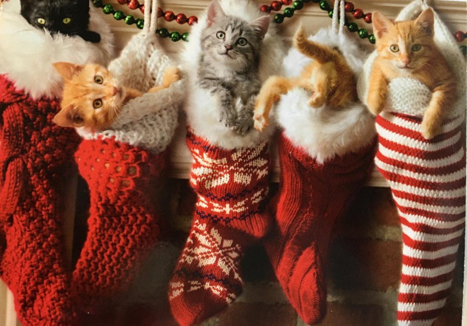 Merry Christmas с котиками