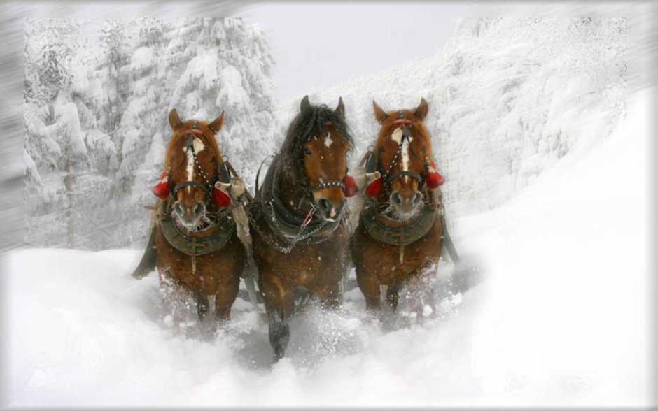 Тройка лошадей зима