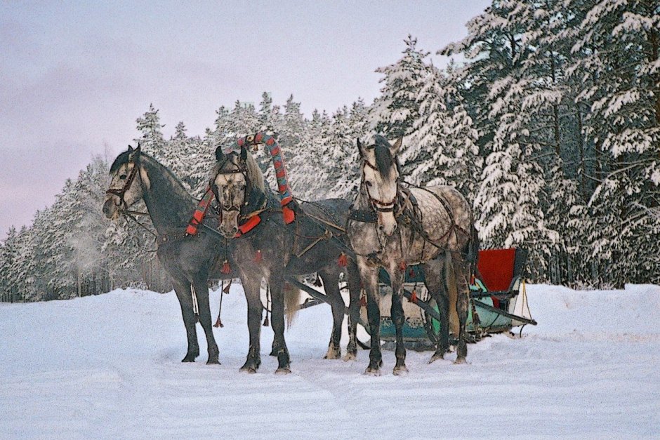Дед Мороз в санях запряженных тройкой лошадей