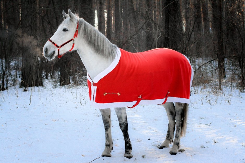 Новогодняя попона для лошади