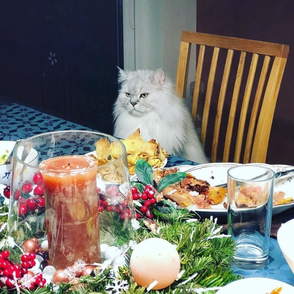 Кот на праздничном столе
