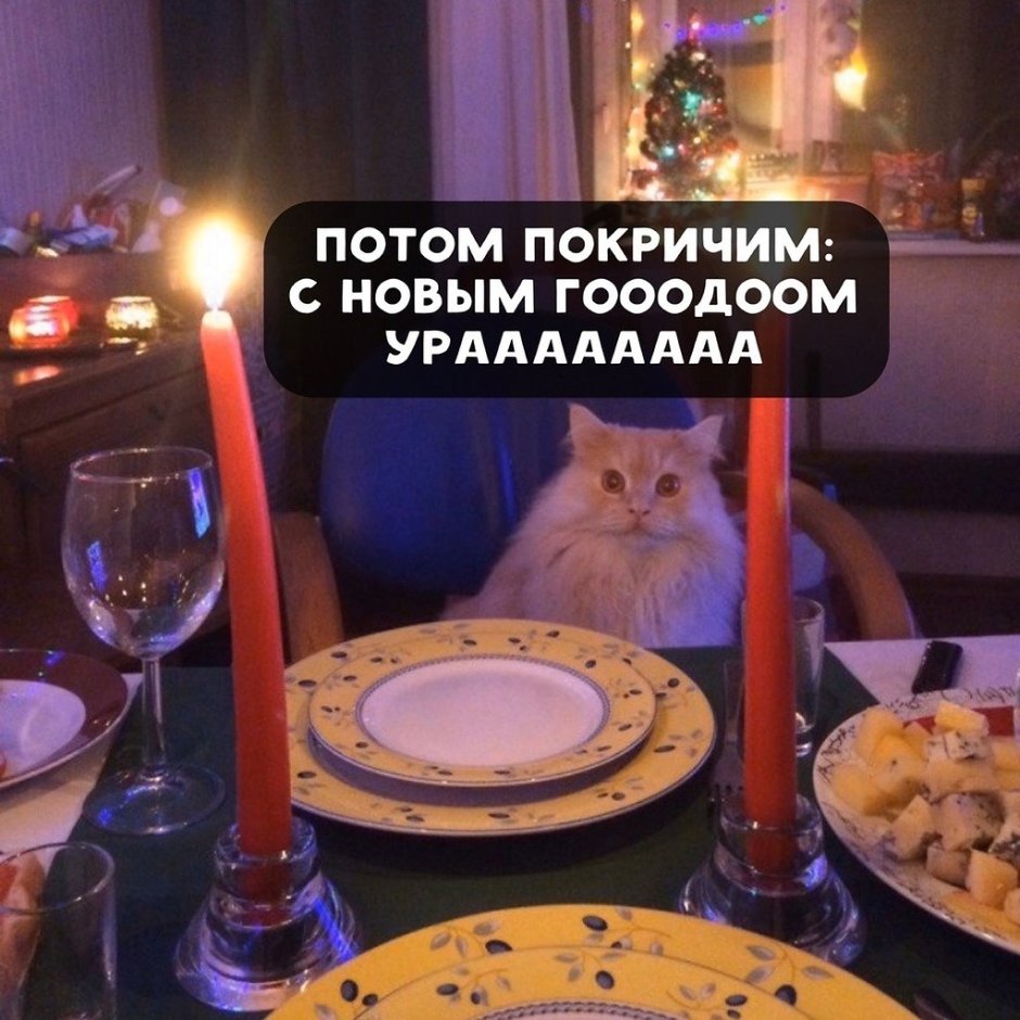 Ужин с котом