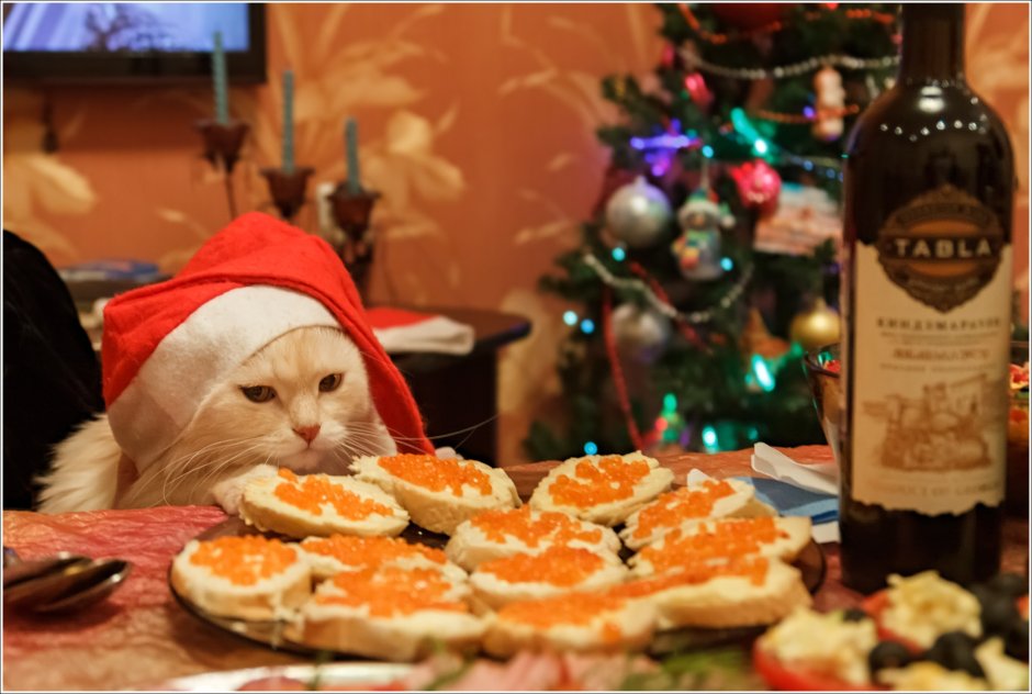 Кот за новогодним столом