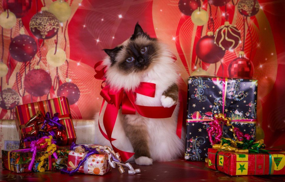 Кот с новогодними подарками