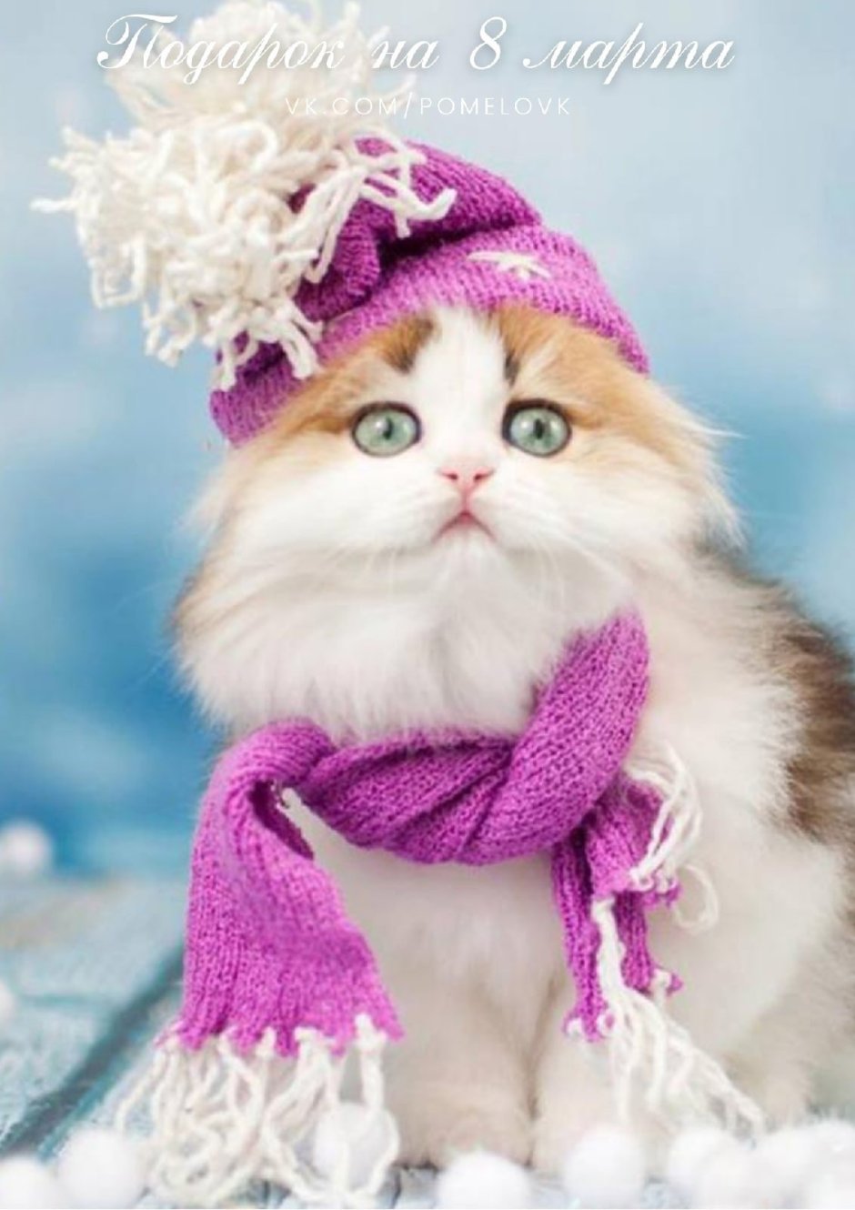 Кошка в зимней шапке