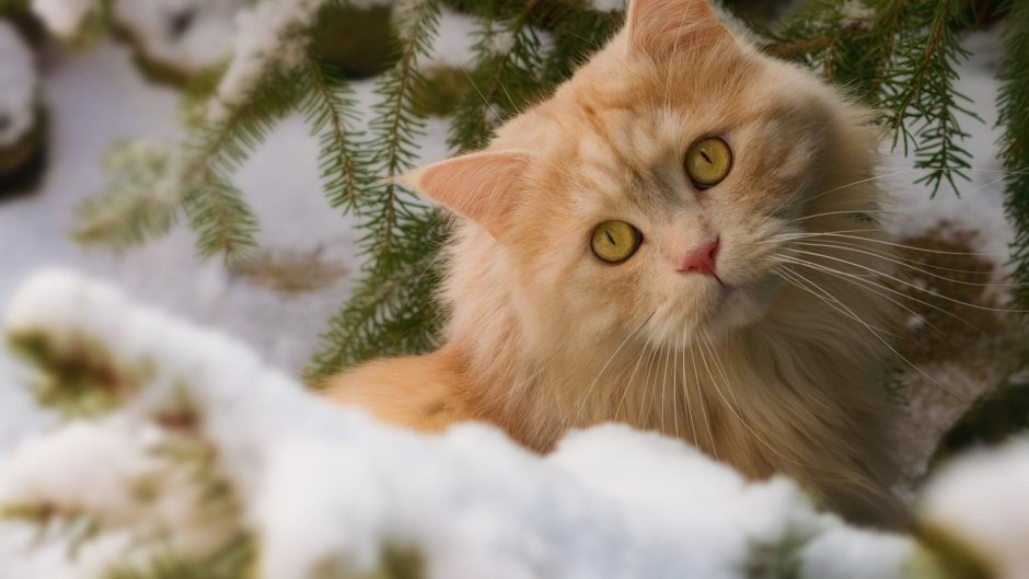 Рыжие коты зимой