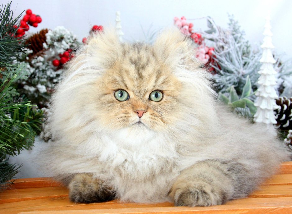 Персидская шиншилла кошка