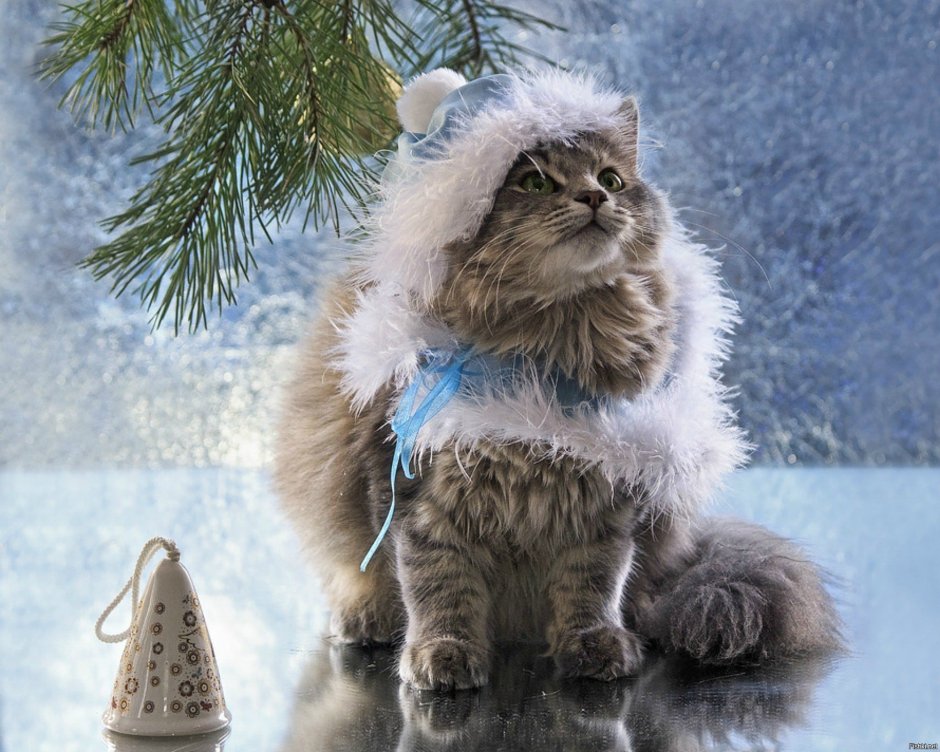 Котики в зимних нарядах