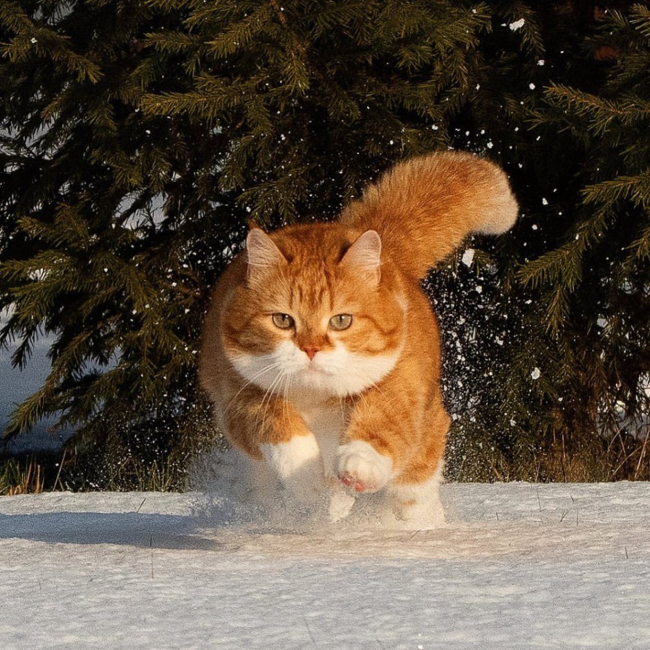 Кот в снегу