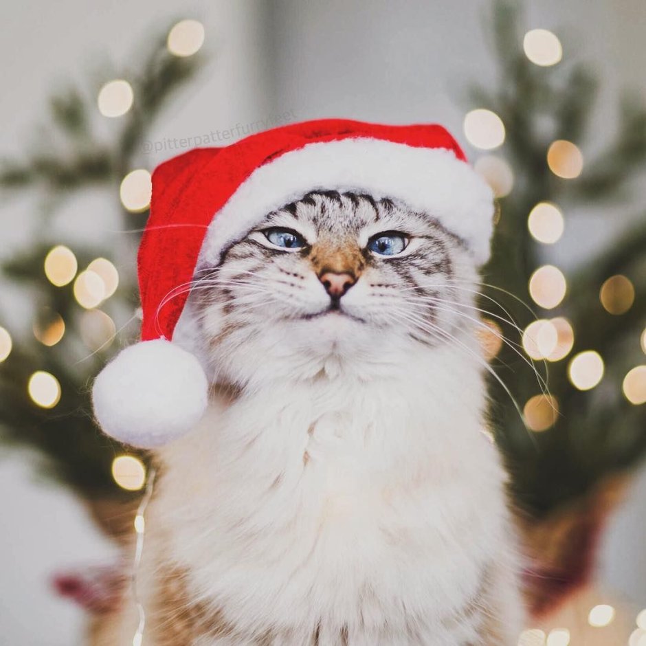 Аватарка котик новый год