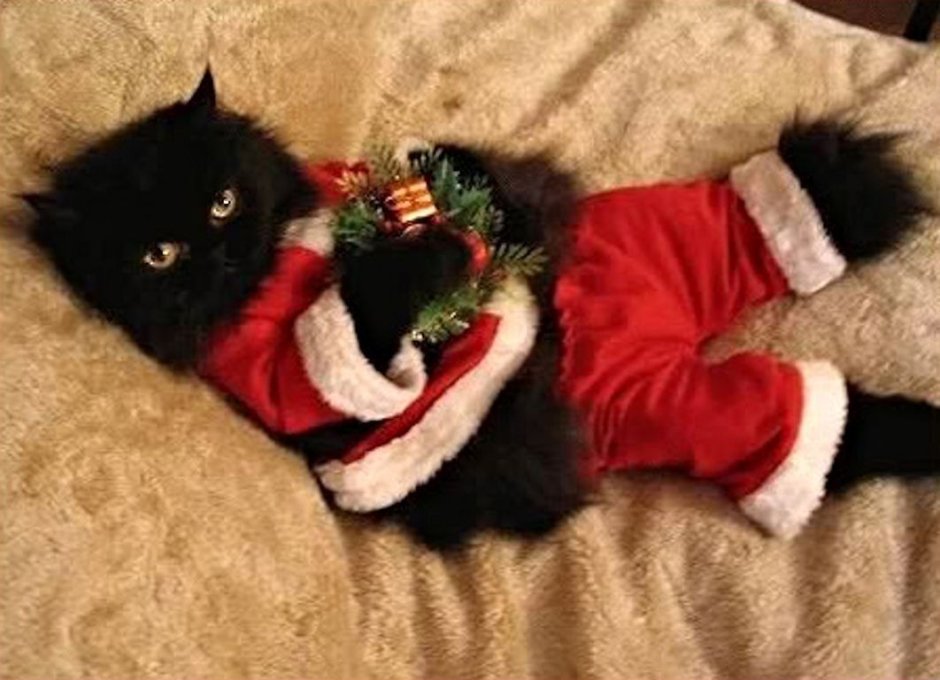 Кот в костюме Деда Мороза