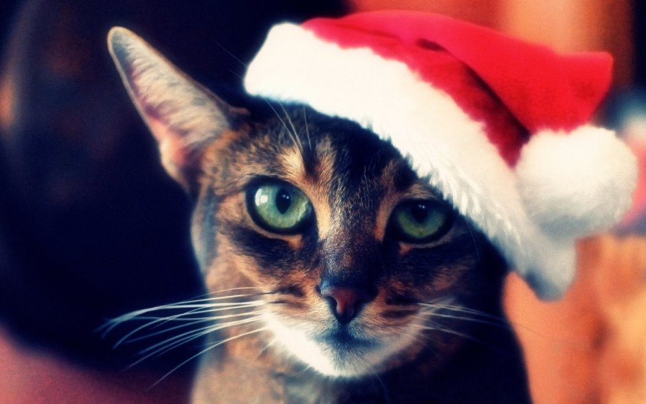 Кот в новогодней шапке