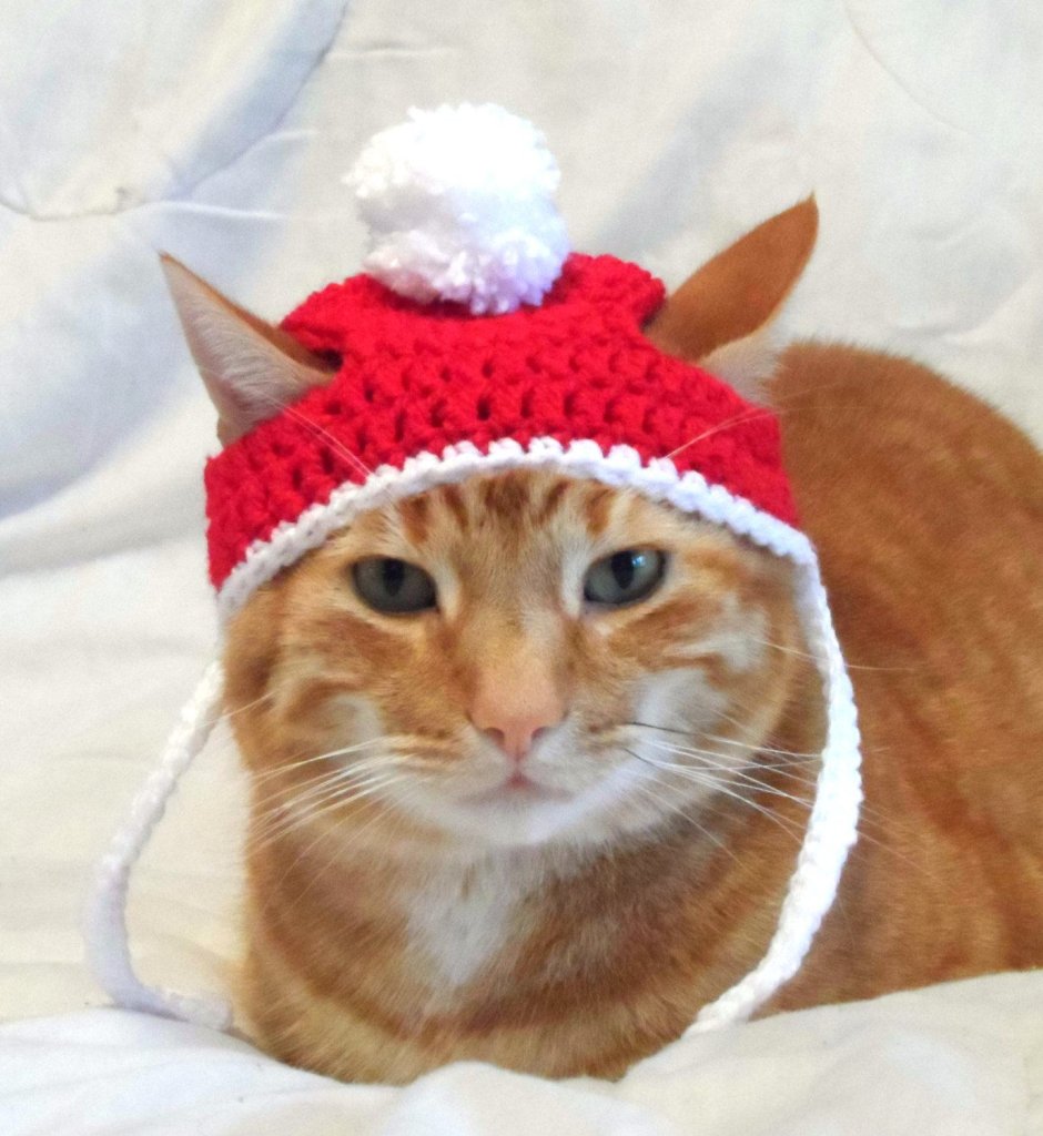 Рыжий котенок в шапочке вязаной