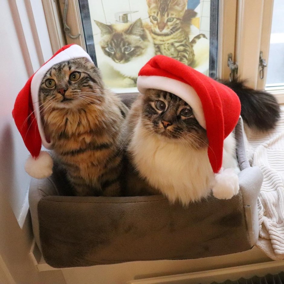 Два котика в новогодних шапочках