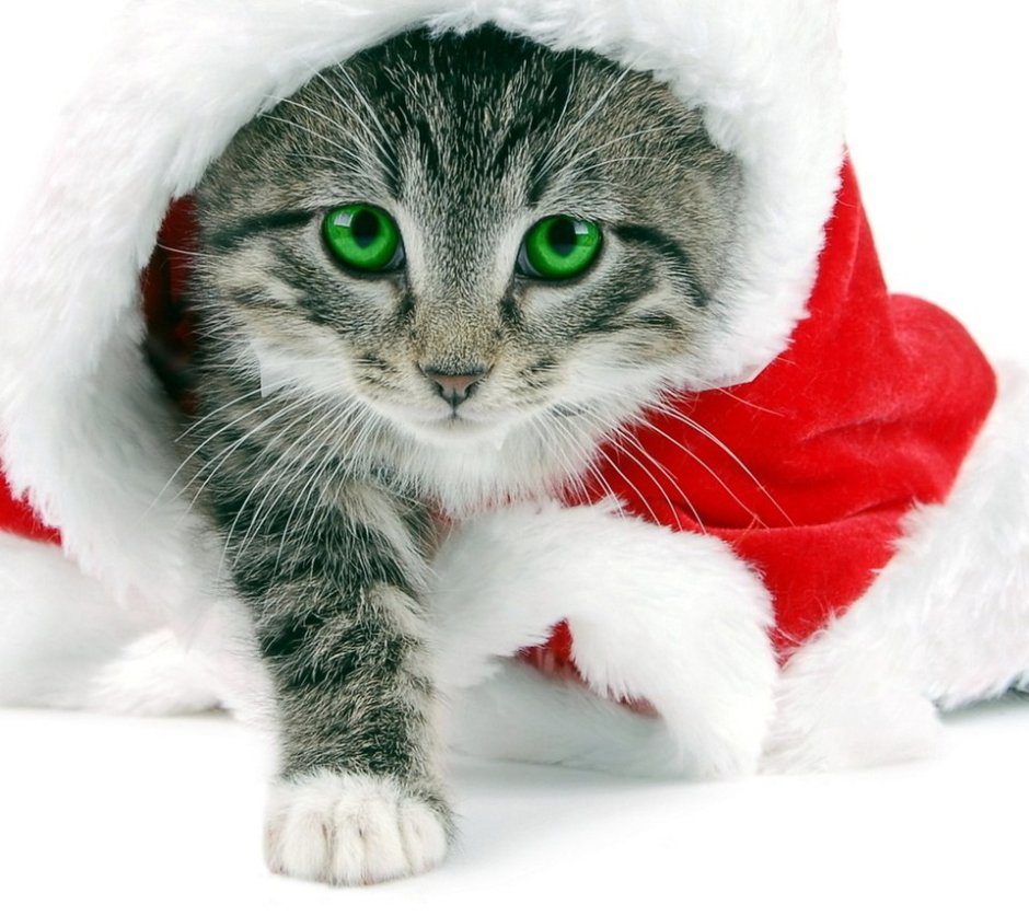 Полосатый кот в новогодней шапке