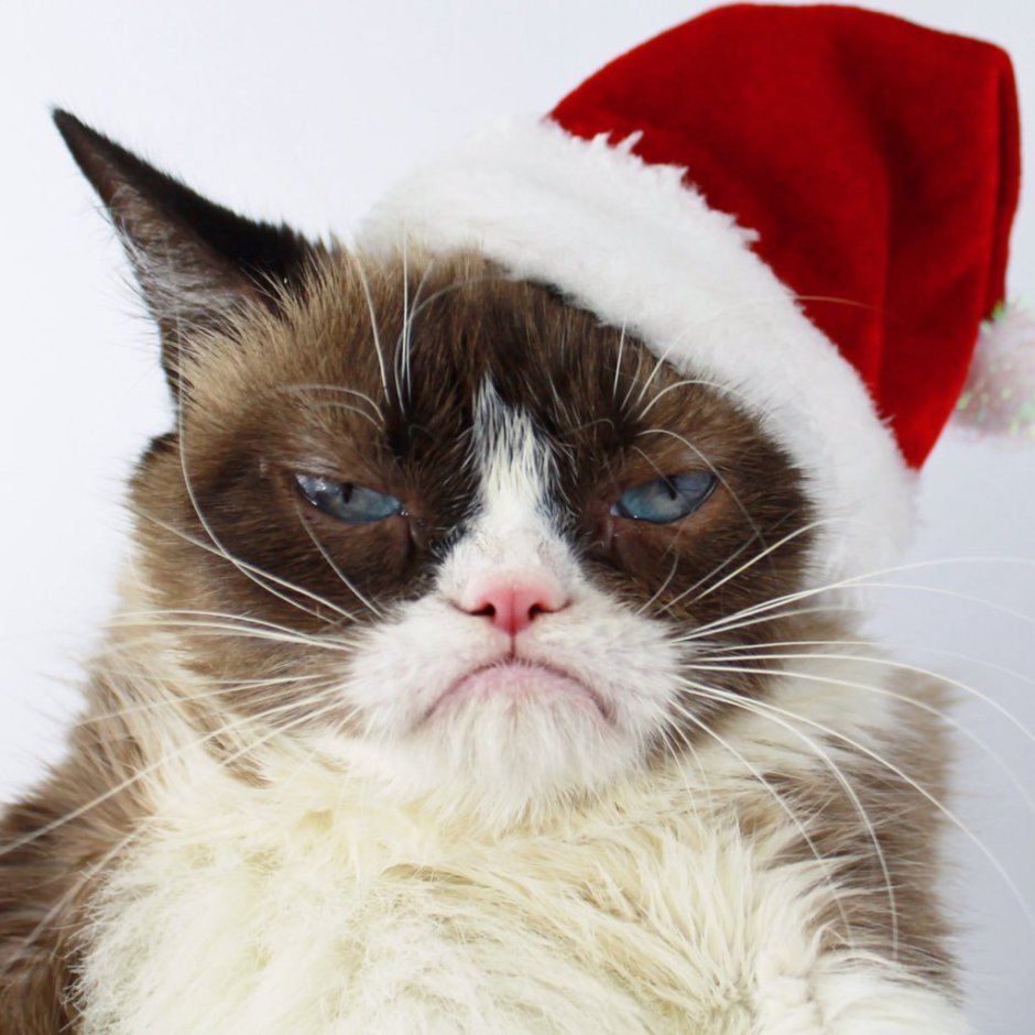 Недовольный кот в новогодней шапке