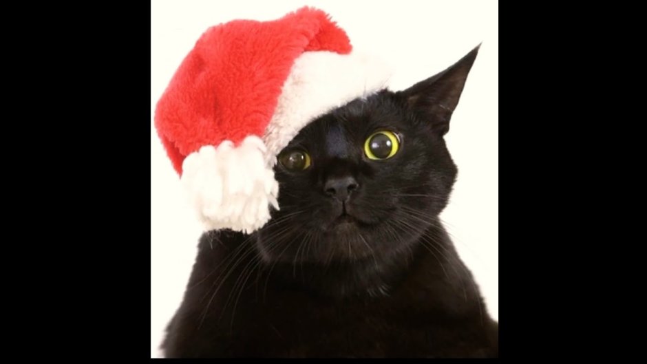 Черный кот в новогодней шапке