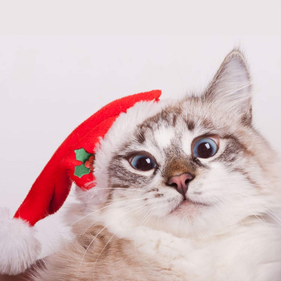 Злой кот в новогодней шапке