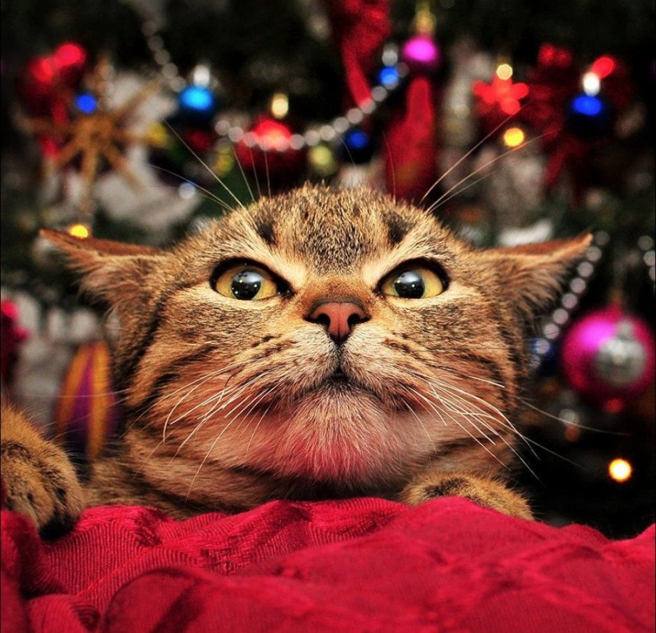 Рождественский котик