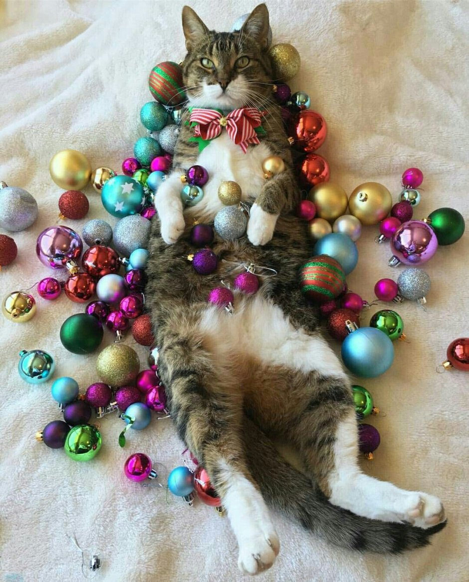 Котик в мишуре новогодней