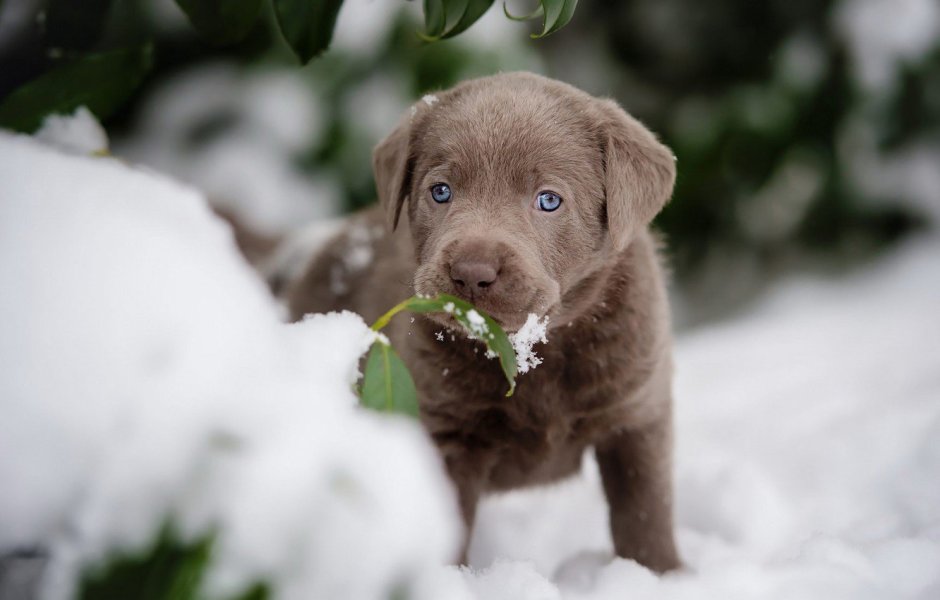 Шоколадный лабрадор щенок зима